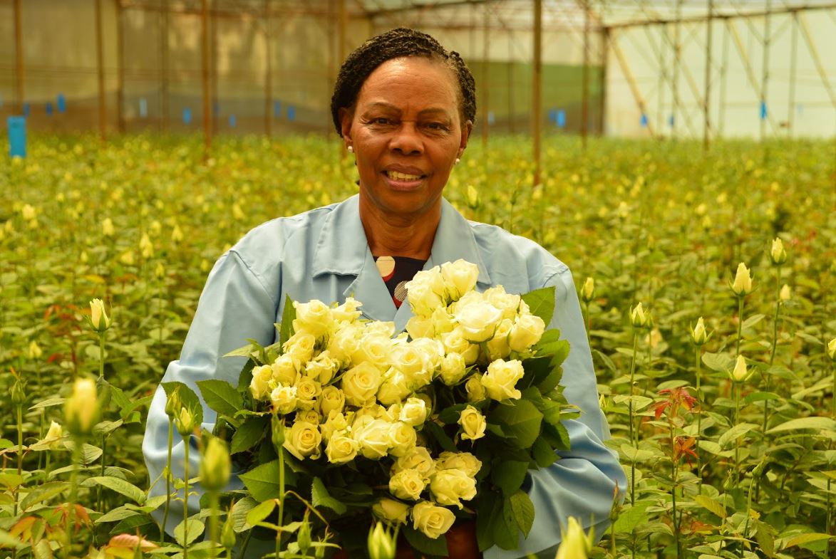 Simbi Roses, once primarily a hub for cultivating exquisite flowers, is now championing a transformation that adds a feather to its agricultural sector cap.